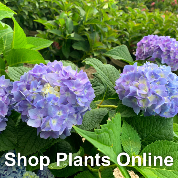Shop Plants Online button