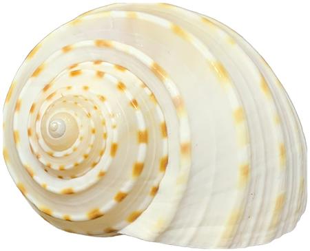 Shell - Tonna Tessalota