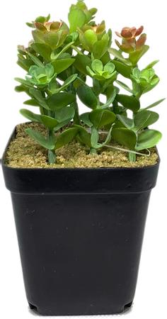 Artificial Succulent - 5''