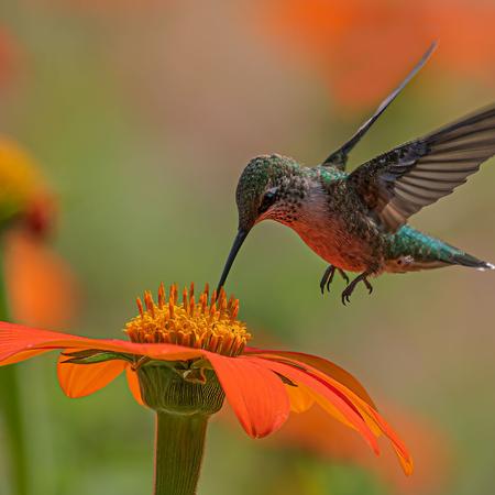 Hummers All Summer Container Workshop 5/1 5:30pm