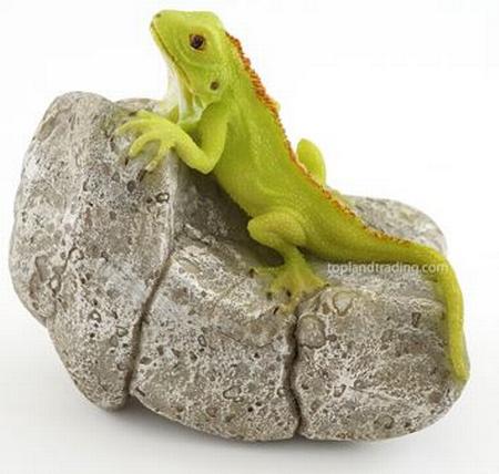 Iguana on Rock
